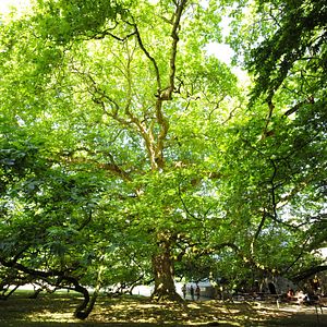 Bilder Les Arbres Remarquables, Un Patrimoine À Protéger