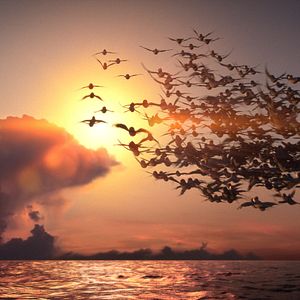 Bilder Manou – flieg‘ flink!