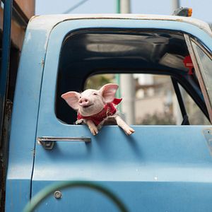 Bilder Die Wurzeln des Glücks