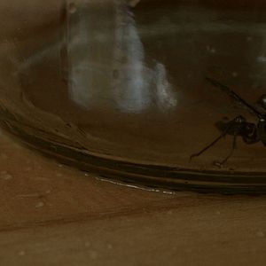 Bilder Pour Ernestine