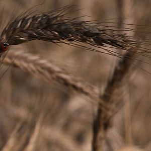 Bilder Pour Ernestine