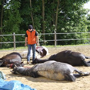 Bilder Peter Pfister - der Pferdemann