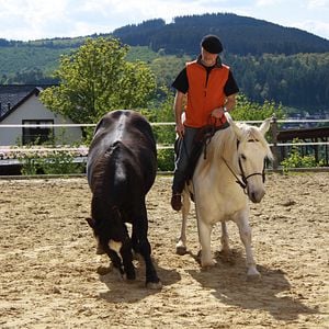 Bilder Peter Pfister - der Pferdemann