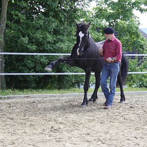 Bilder Peter Pfister - der Pferdemann