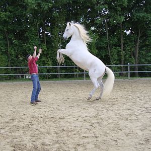 Bilder Peter Pfister - der Pferdemann