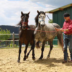 Bilder Peter Pfister - der Pferdemann
