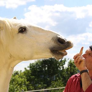 Bilder Peter Pfister - der Pferdemann