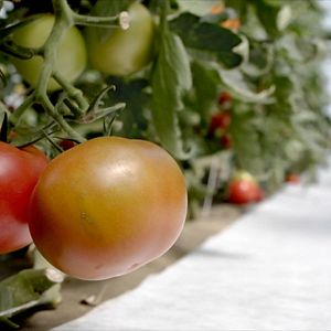 Bilder Êtres Vivants