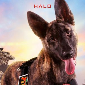 Bilder Superpower Dogs