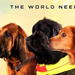 Bilder Superpower Dogs