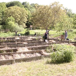 Bilder Von Bienen und Blumen