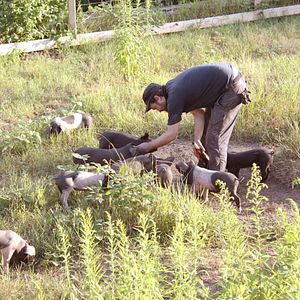 Bilder Von Bienen und Blumen