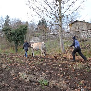 Bilder Von Bienen und Blumen