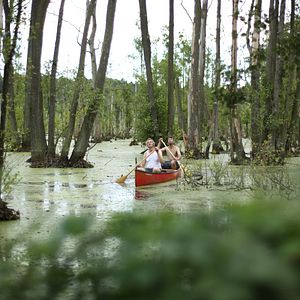 Bilder Von Bienen und Blumen