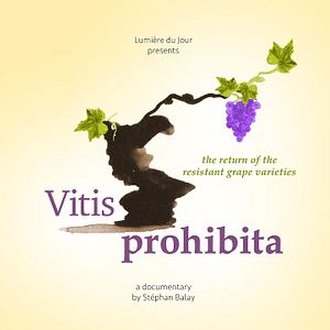 Bilder Vitis Prohibita