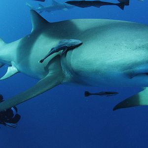 Bilder Sharkwater Extinction – Die Ausrottung