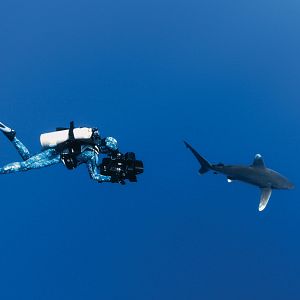 Bilder Sharkwater Extinction – Die Ausrottung