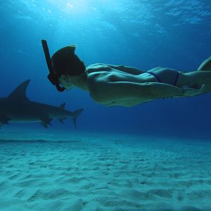 Bilder Sharkwater Extinction – Die Ausrottung