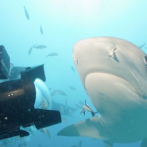 Bilder Sharkwater Extinction – Die Ausrottung