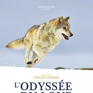 Bilder L'Odyssée du loup