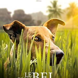 Bilder Le Plus bel ami de l'homme