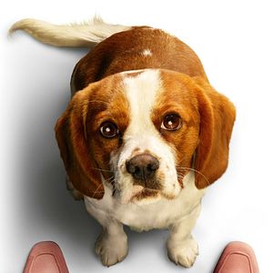 Bilder Bailey - Ein Hund kehrt zurück