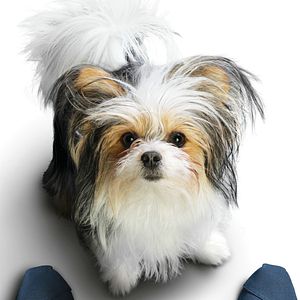 Bilder Bailey - Ein Hund kehrt zurück