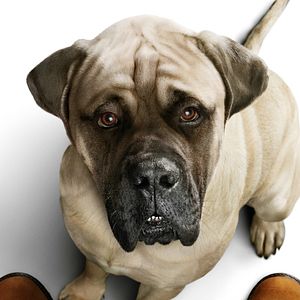 Bilder Bailey - Ein Hund kehrt zurück