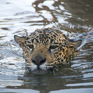 Bilder Onça Pintada: Mais perto do que se pode imaginar