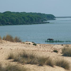 Bilder Magie der Wildpferde