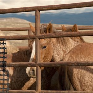 Bilder Magie der Wildpferde