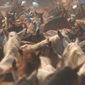 Bilder Magie der Wildpferde