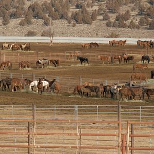 Bilder Magie der Wildpferde