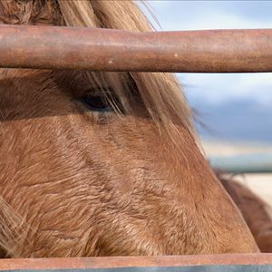 Bilder Magie der Wildpferde