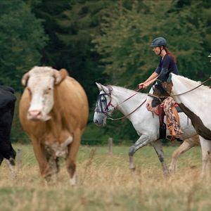 Bilder Magie der Wildpferde