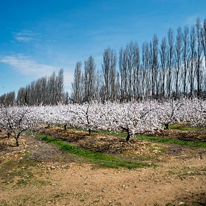 Bilder Van Gogh und Japan