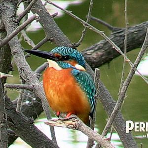 Bilder Permaculture, la voie de l'Autonomie