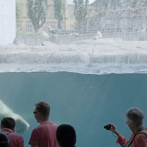 Bilder The Raven And The Seagull