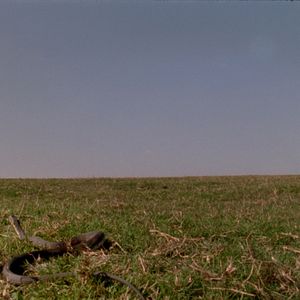 Bilder Le Chant de la couleuvre