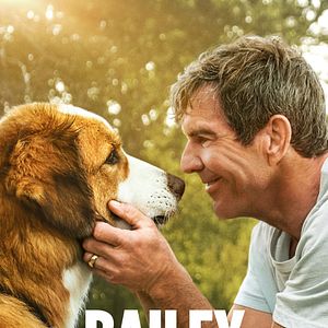 Bilder Bailey - Ein Hund kehrt zurück