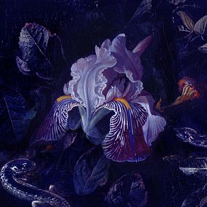 Bilder O Beautiful Night