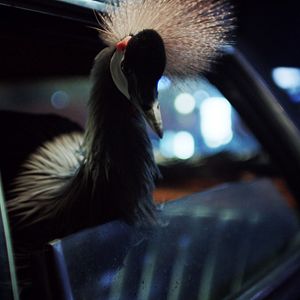 Bilder O Beautiful Night