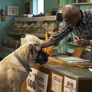 Bilder Bailey - Ein Hund kehrt zurück