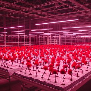 Bilder Little Joe - Glück ist ein Geschäft