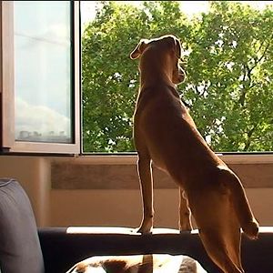 Bilder A Casa E Os Cães