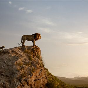 Bilder Der König der Löwen