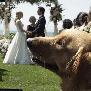 Bilder Amanda Seyfried