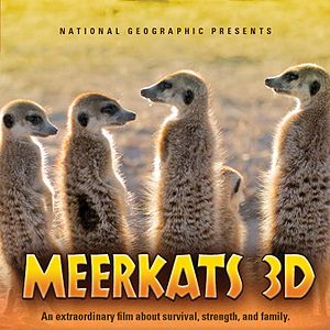 Bilder Meerkats