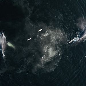 Bilder The Whale And The Raven