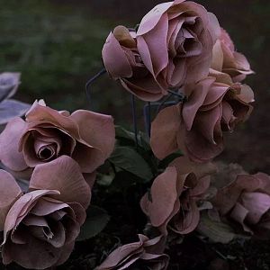 Bilder Memória E Dicionário